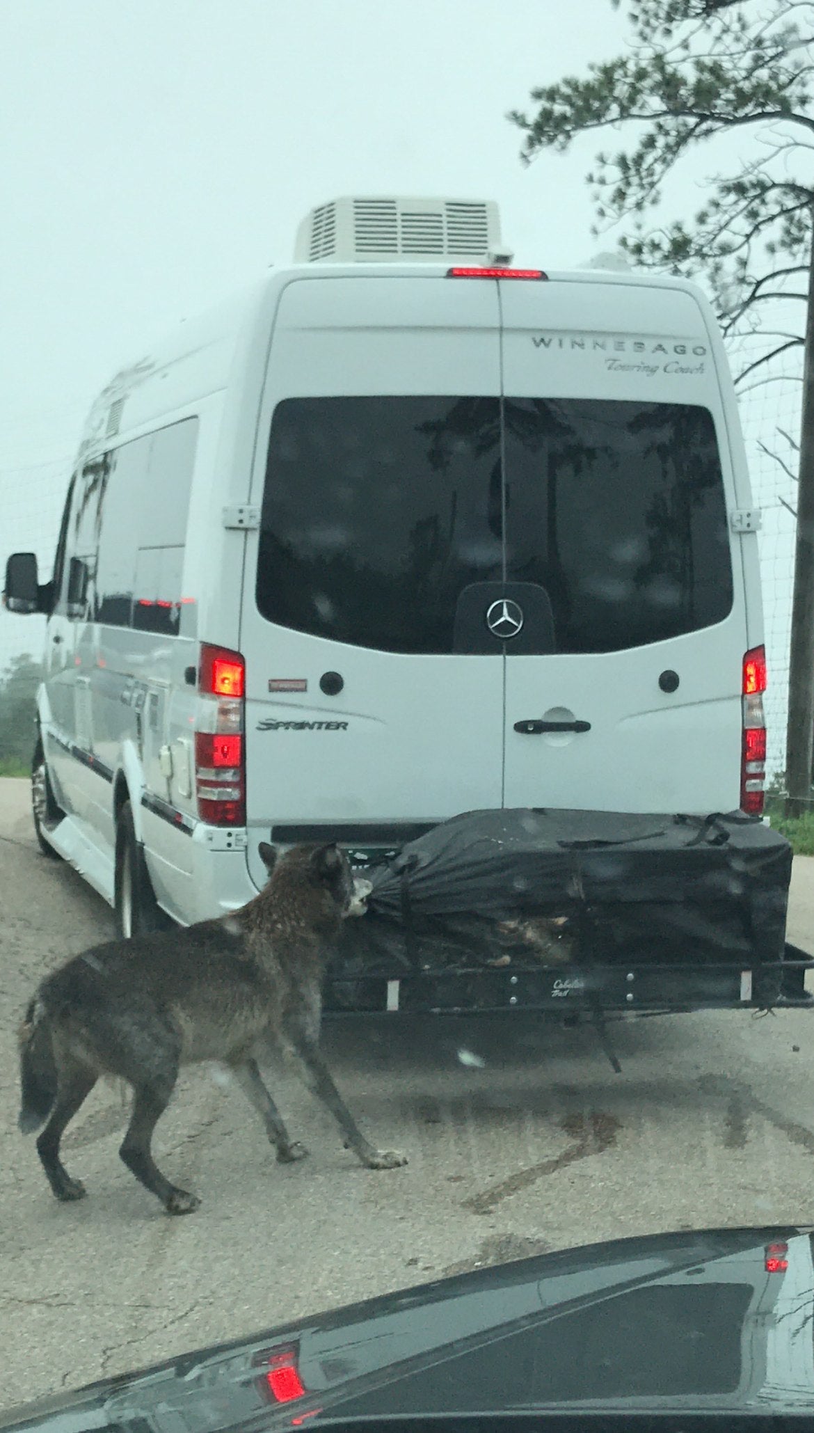 Wolf at rear of white Winnebago Sprinter RV rental van's cargo carrier. — photo 7