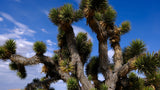 Striking Joshua trees with spiky foliage against a blue sky, ideal for your next desert RV rental adventure.