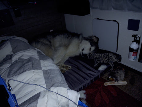 A fluffy dog peacefully sleeps on a bed in an RV rental, with a stuffed toy and fire extinguisher visible.