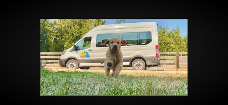 An adorable light brown puppy runs on green grass, with a WanderVans RV rental van clearly visible in the background. — photo 10