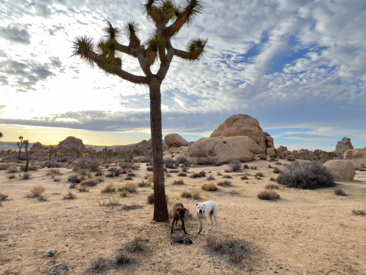 Two dogs in Joshua Tree desert with boulders & trees. Plan your RV rental adventure!