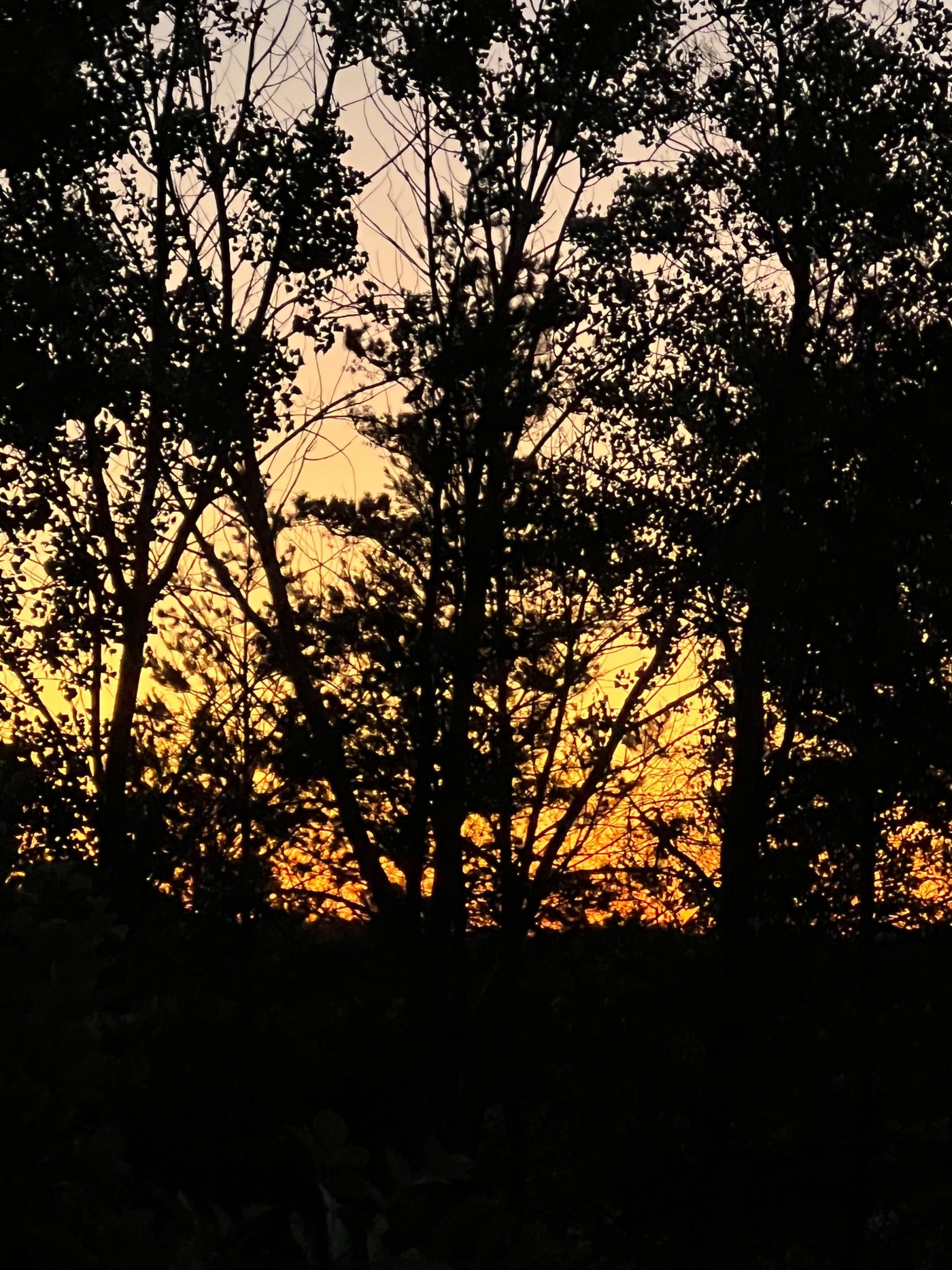 Silhouetted trees against a vibrant orange and yellow sunset sky. Ideal evening view for your next RV rental adventure. — photo 17