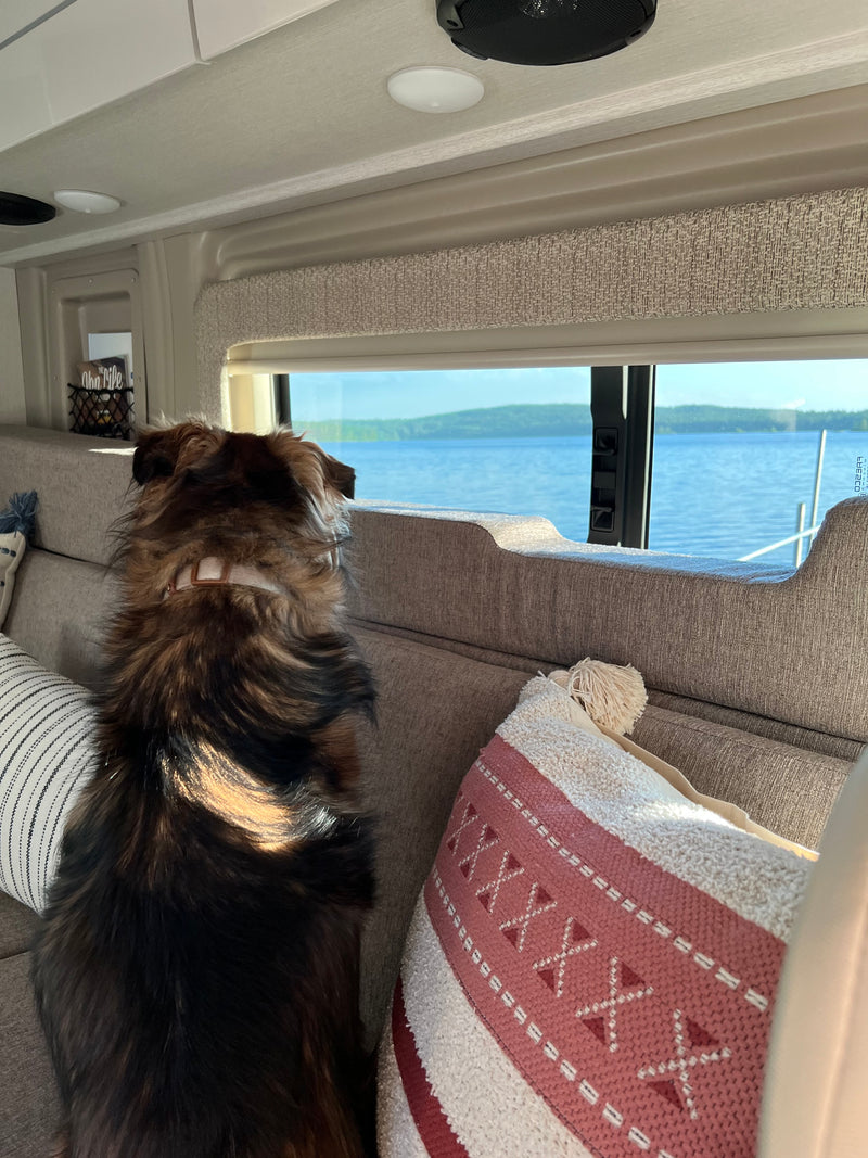 A fluffy dog gazes out the window of an RV rental, enjoying serene water views from the comfortable couch. — photo 15
