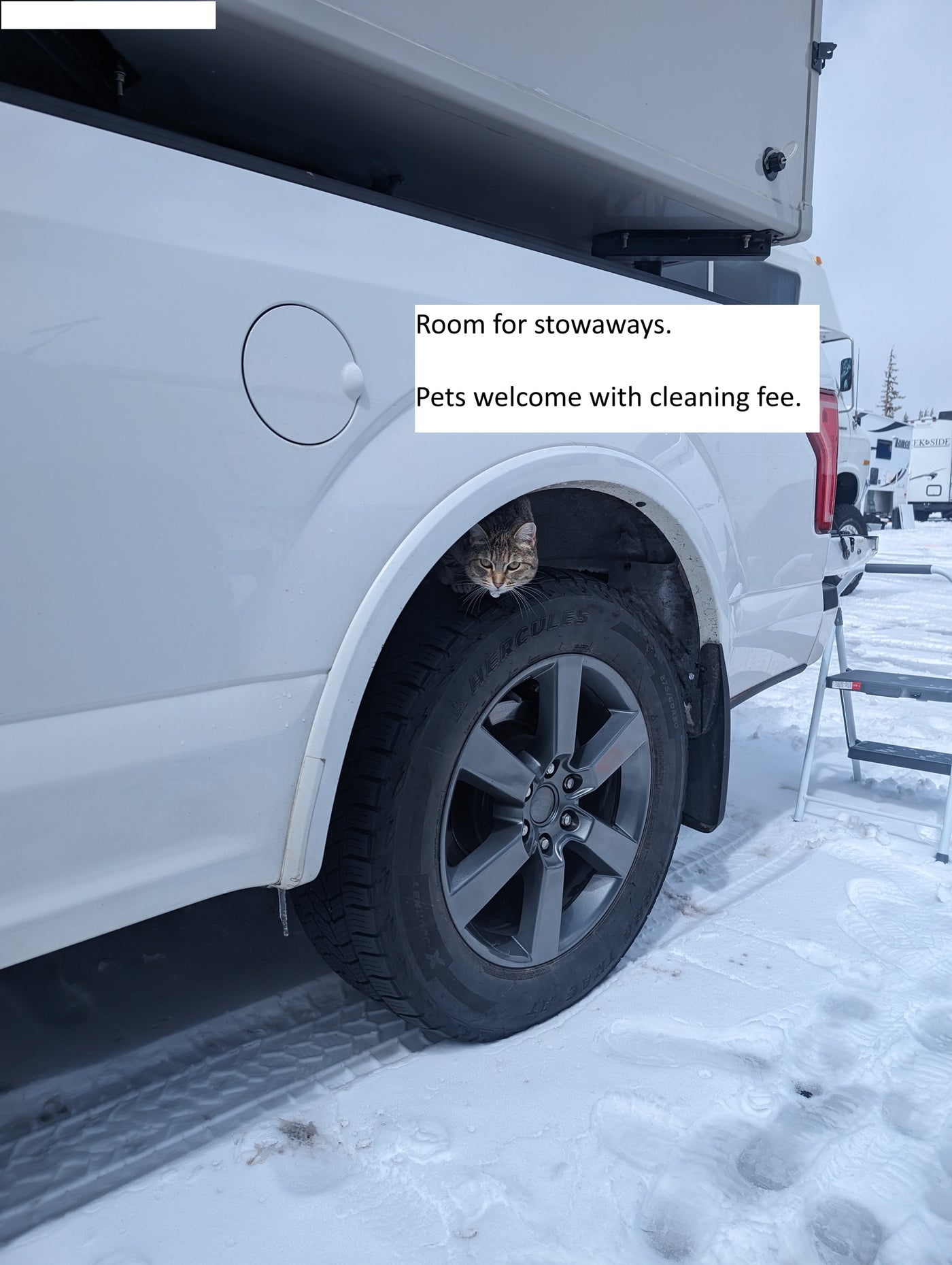 A curious cat is a chilly RV rental stowaway, peeking from a snowy truck's wheel well. Pets welcome for winter travel! — photo 16