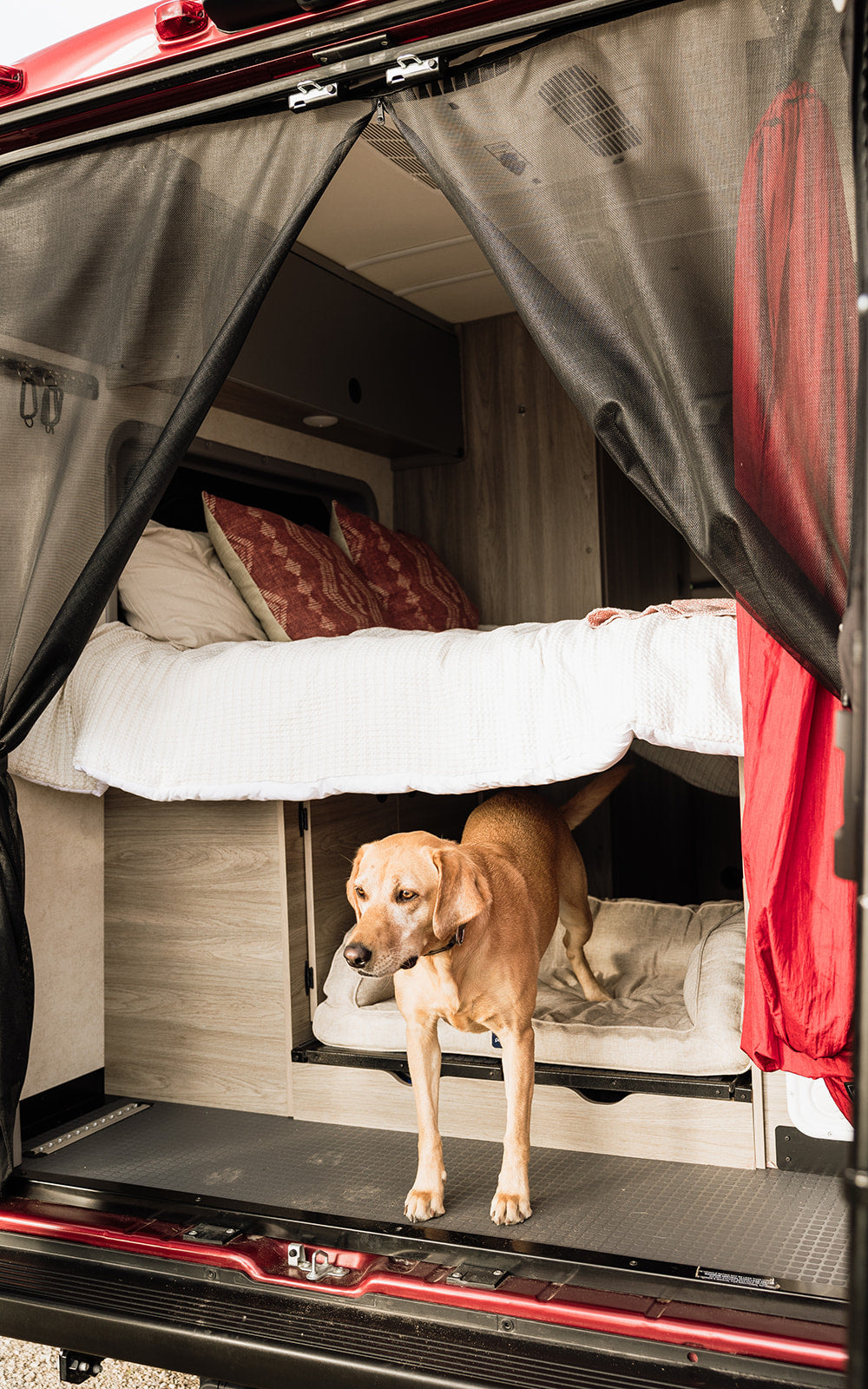 Inside an RV rental, a yellow lab stands by its cozy bed. The camper van features a comfortable main bed & protective mesh screen.