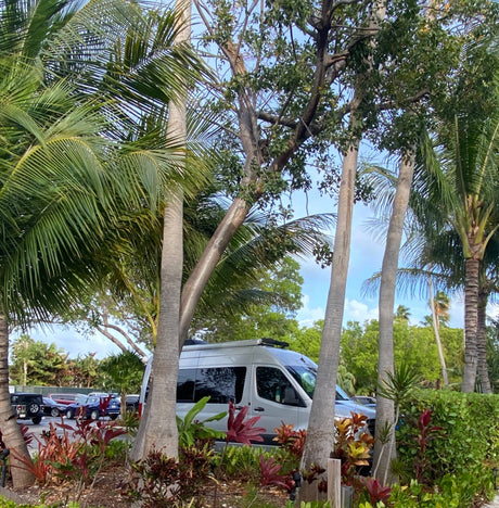 An RV rental van parked under tall palm trees and lush tropical foliage in a sunny outdoor setting.