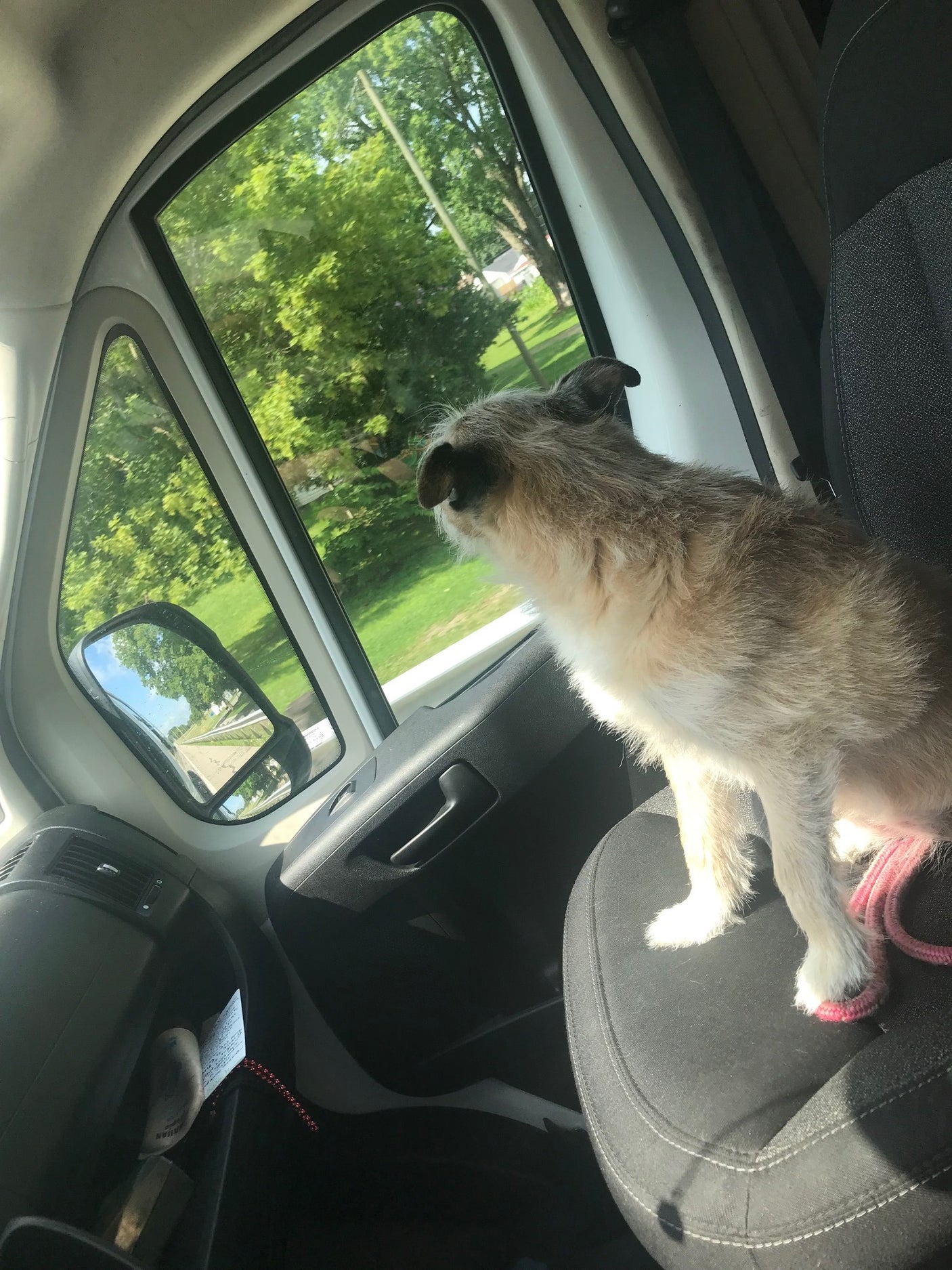 Happy dog enjoying the view from an RV rental's passenger seat, ready for adventure.