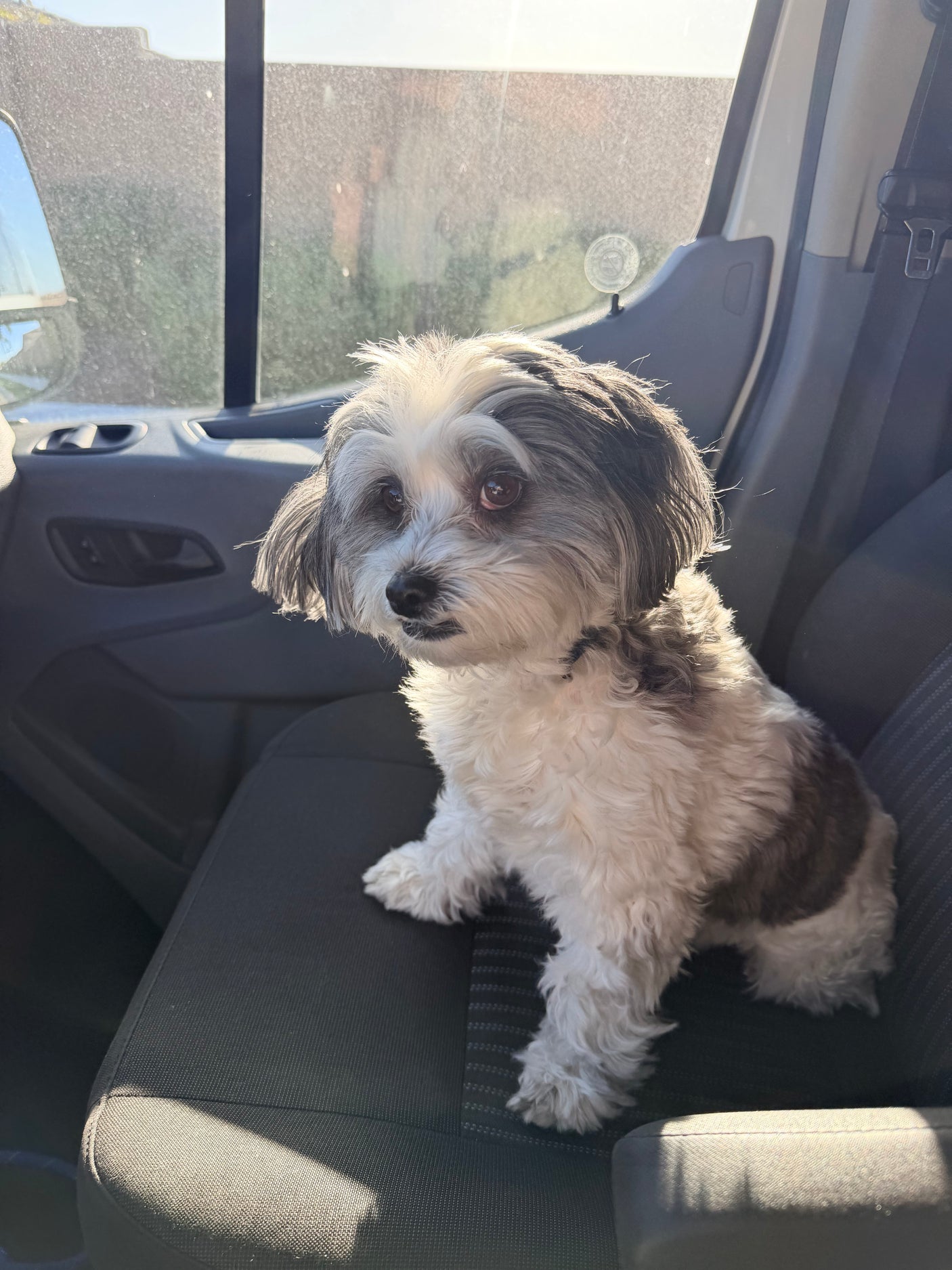 Adorable white and grey dog sits in the passenger seat of an RV rental, looking alert in the sun.