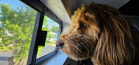 Adorable shaggy dog peers from a screened RV rental window, eager for adventure.