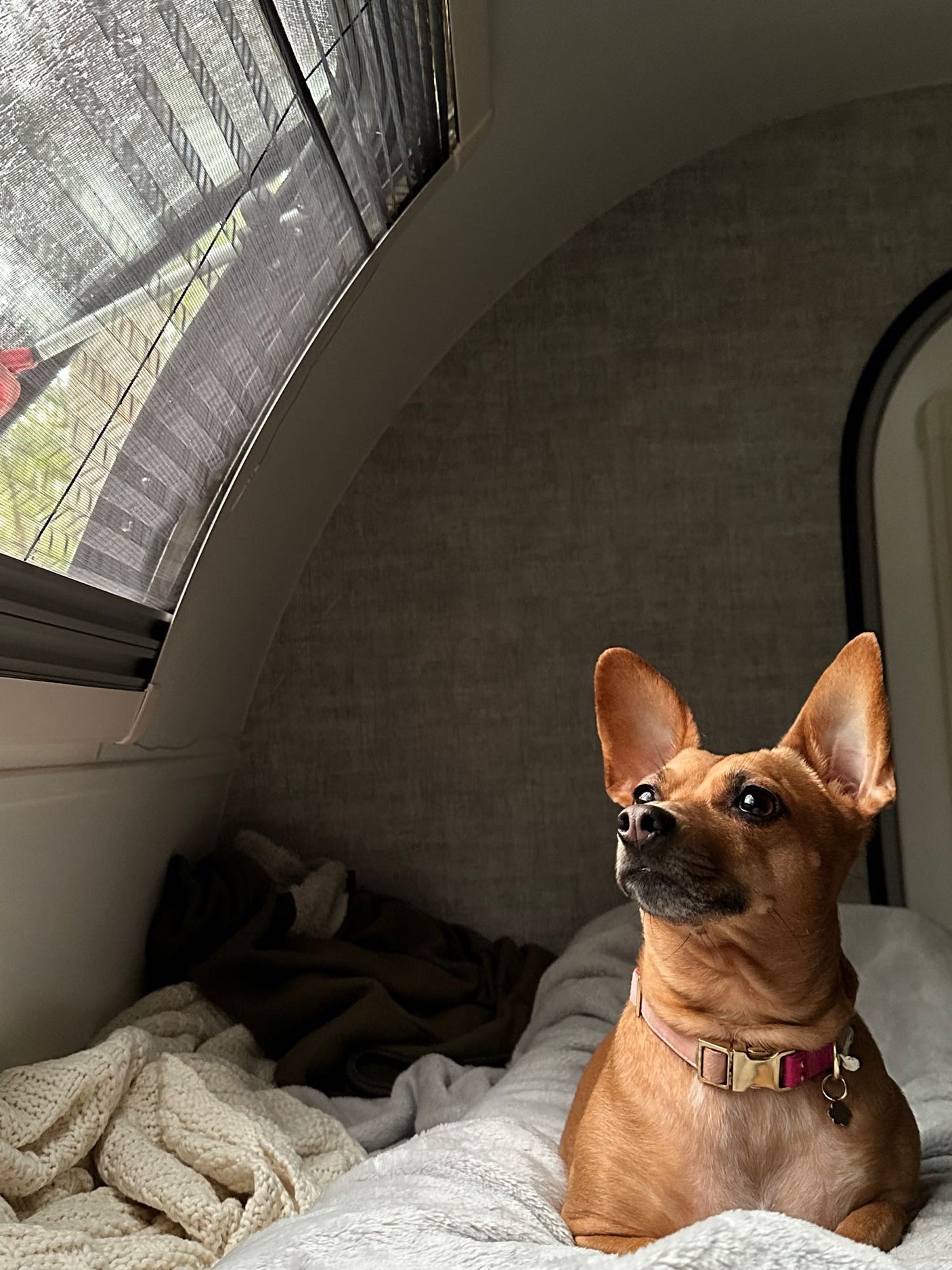 Cozy brown dog enjoying the view from the window of an RV rental.