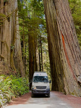 An RV rental van explores a majestic redwood forest road, dwarfed by towering, ancient trees and lush ferns.
