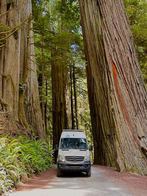 Tami the Van — photo 3