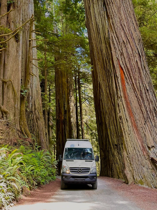 Tami the Van — photo 3