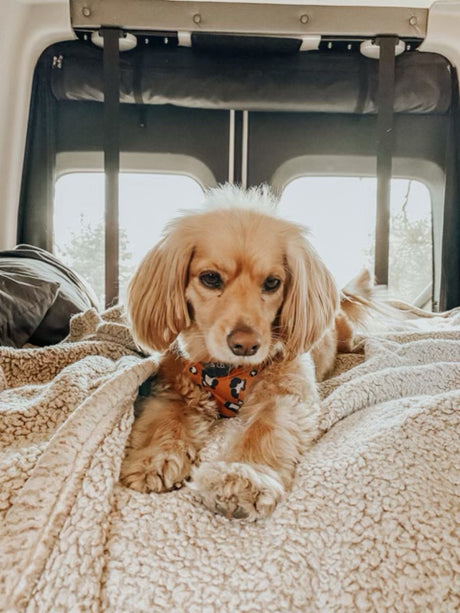 Comfortable golden dog on a plush blanket in an RV rental, relaxing during pet-friendly travel. Bright windows in background.