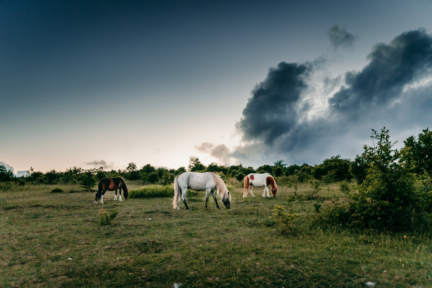 Discover breathtaking nature with an RV rental: horses graze in a lush meadow under a cloudy sky.