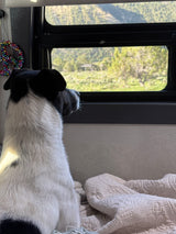 A dog in an RV rental looks out the window at a green landscape. A peace sign decoration hangs nearby, with a cozy blanket.