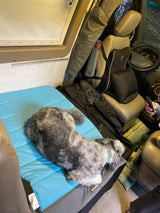 Snug in an RV rental: a fluffy dog sleeps on a blue bed, with the vehicle's interior and cockpit visible.