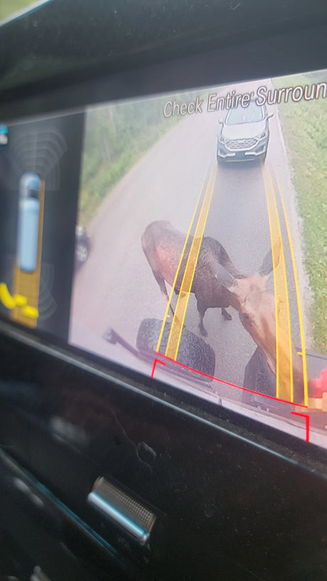 Two moose seen from an RV rental's rear camera, standing on the road behind the vehicle with parking guide lines displayed.