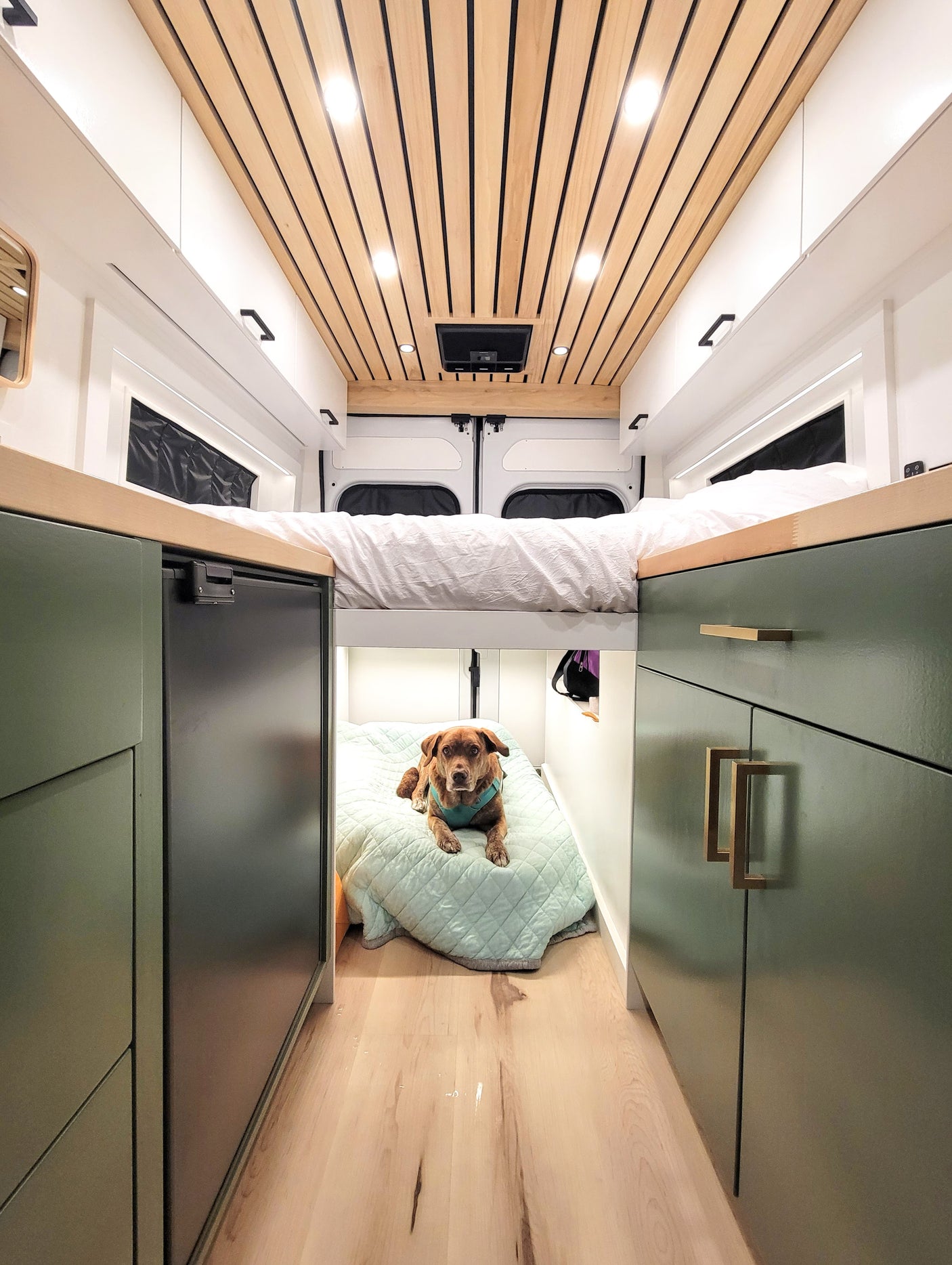 Modern RV rental interior: elevated bed, sleek cabinets, and a cozy dog on its bed in this bright camper van.