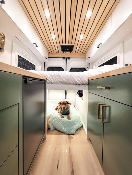 Modern RV rental interior: elevated bed, sleek cabinets, and a cozy dog on its bed in this bright camper van.