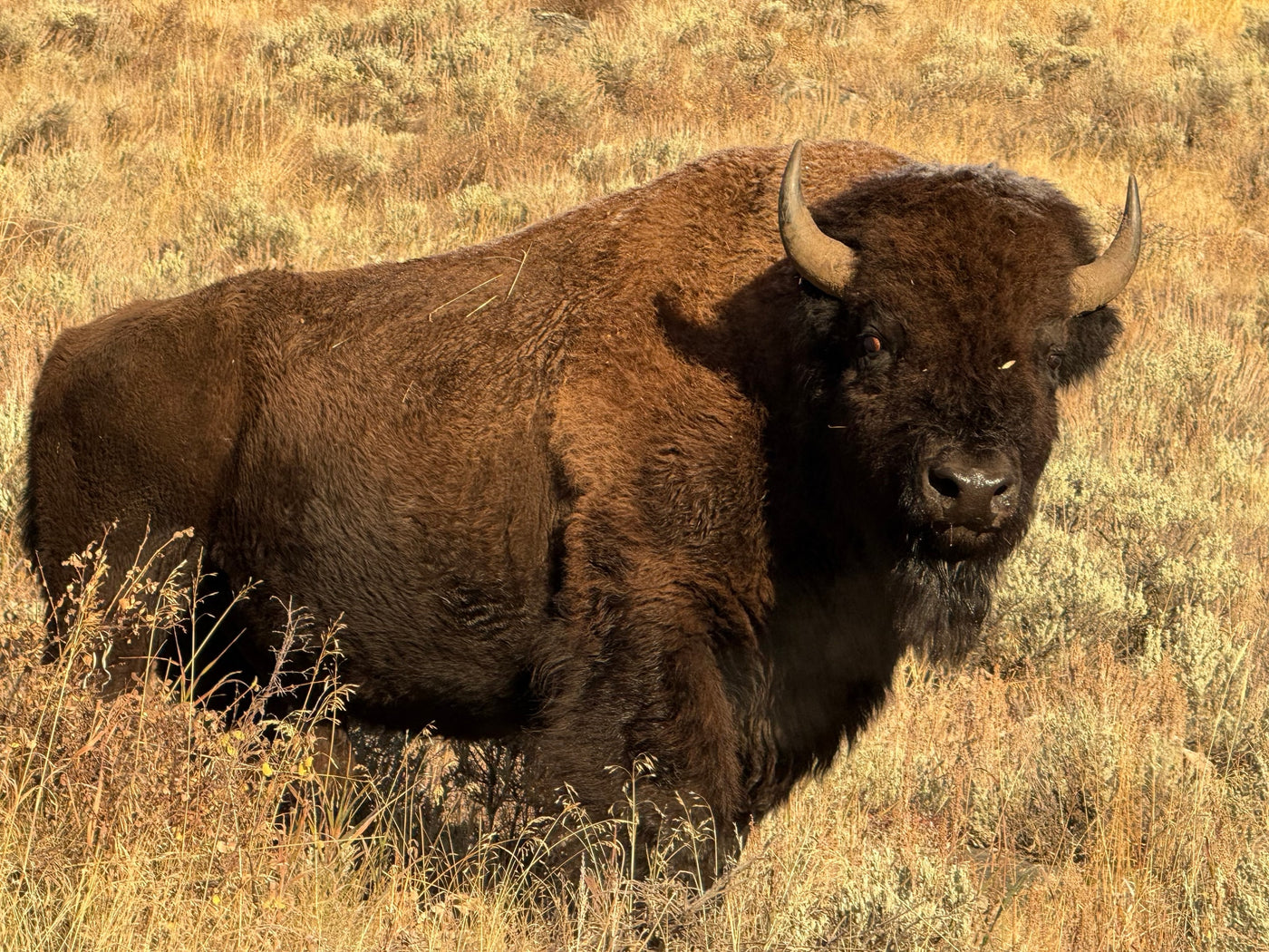  flanked by forest & river. Experience nature's beauty on your adventure.|Large brown bison in golden — photo 5