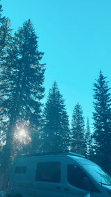 RV rental adventure: a camper van among towering sunlit evergreen trees under a clear blue sky.