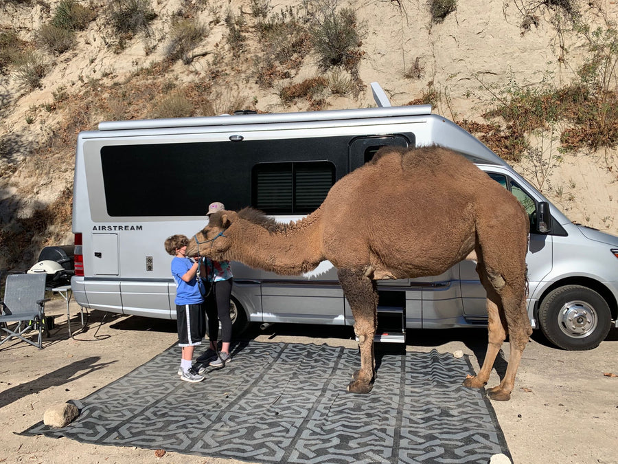 A camel and child by an Airstream Class B RV rental at a campsite. Unique outdoor experience.