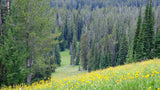 RV rental adventurers, imagine this! A vibrant meadow of yellow wildflowers leads to a lush forest and green mountain valley.