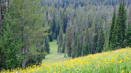 RV rental adventurers, imagine this! A vibrant meadow of yellow wildflowers leads to a lush forest and green mountain valley.