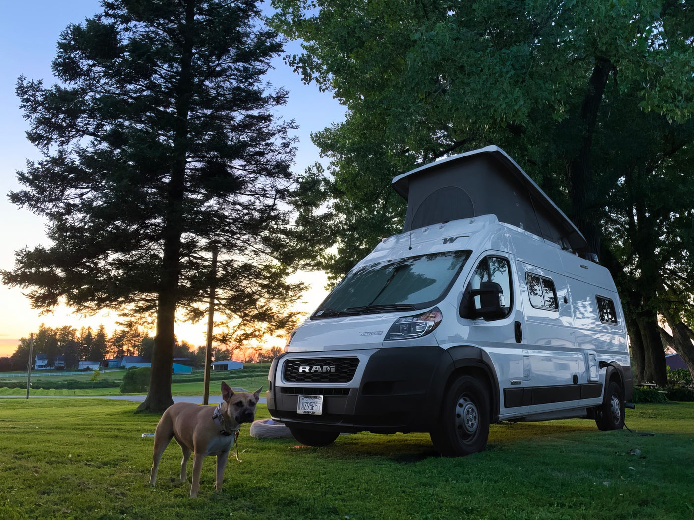 A white pop-top RV rental and a tan dog stand on green grass at sunset, surrounded by tall trees. Perfect for camping! — photo 7