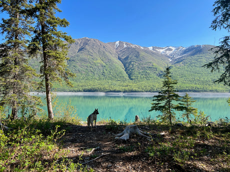 Dog admires a vibrant turquoise lake backed by majestic, snow-dusted mountains. Perfect scenery for an RV rental adventure!