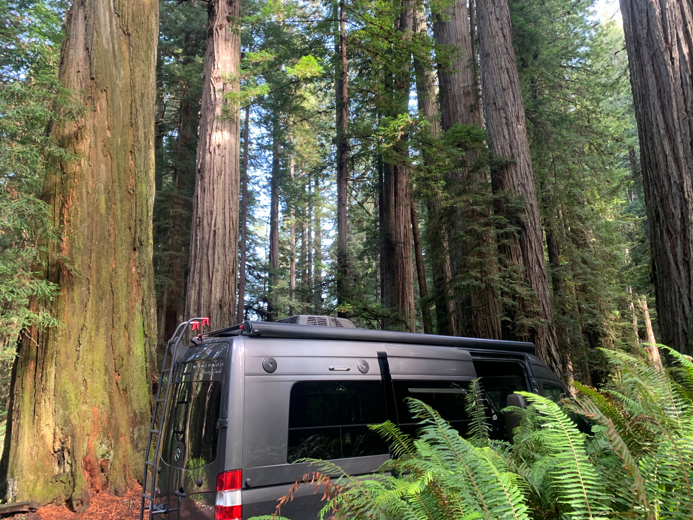 Gray Winnebago RV rental camper van parked amidst towering redwood trees & lush ferns. A serene forest camping scene. — photo 19