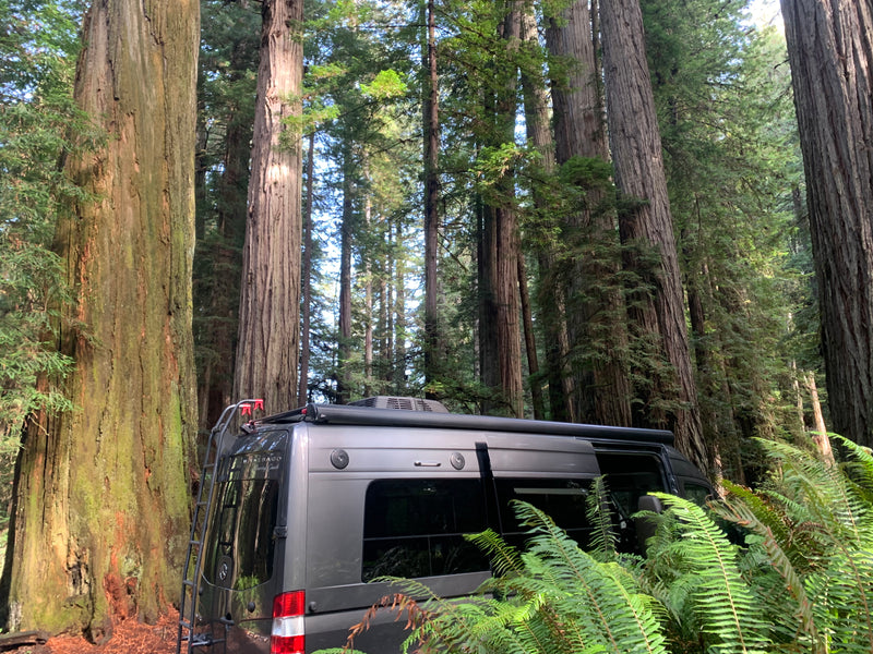 Gray Winnebago RV rental camper van parked amidst towering redwood trees & lush ferns. A serene forest camping scene. — photo 19