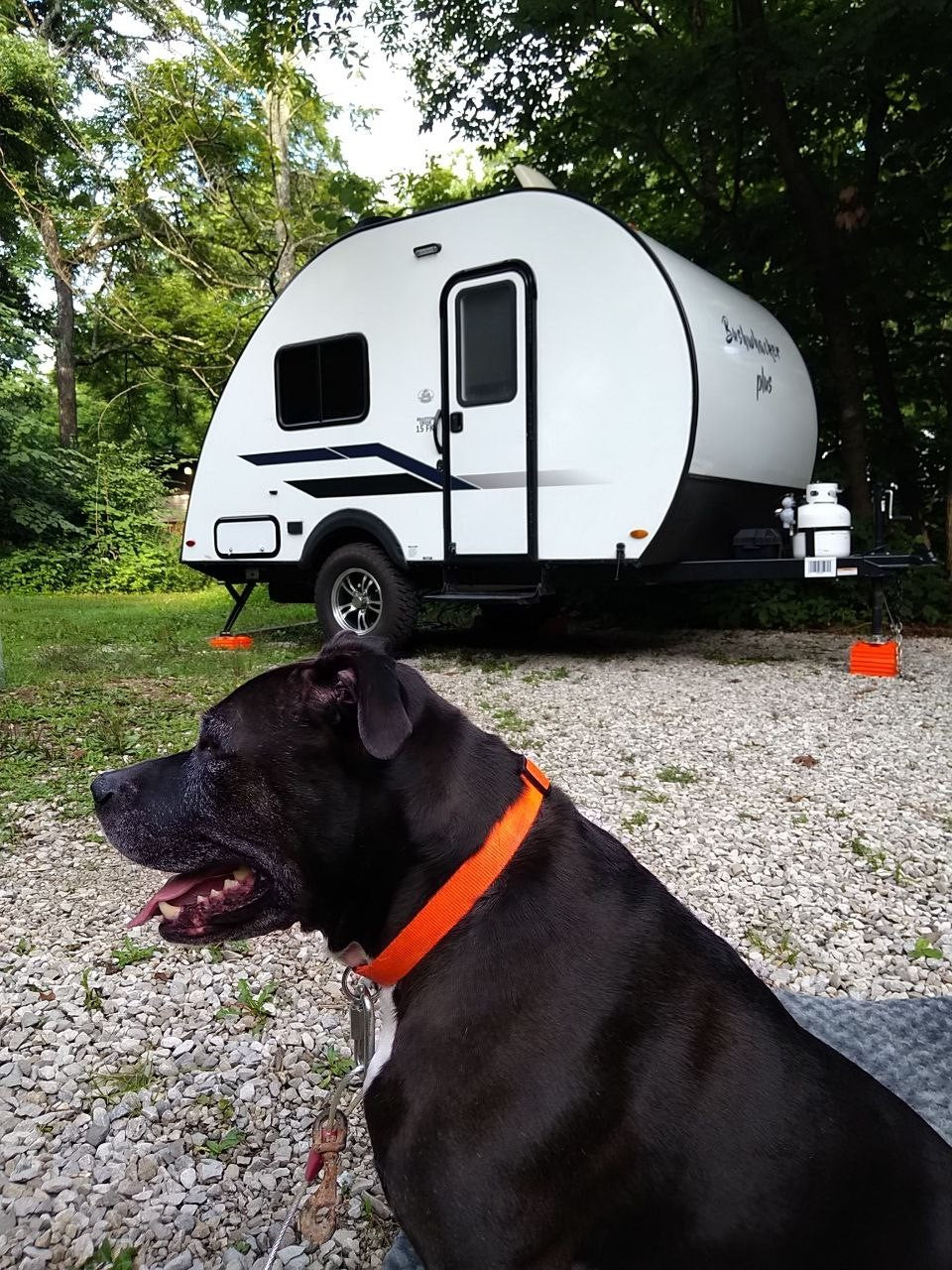 Black dog relaxing at a peaceful campsite with a white teardrop RV rental. Perfect for your next outdoor adventure!