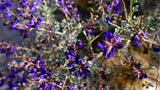 Close-up of brilliant purple wildflowers, a beautiful sight often found on an RV rental road trip.