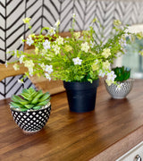 RV rental: Three potted plants (succulents & flowers) on a wood counter, black/white chevron wall.