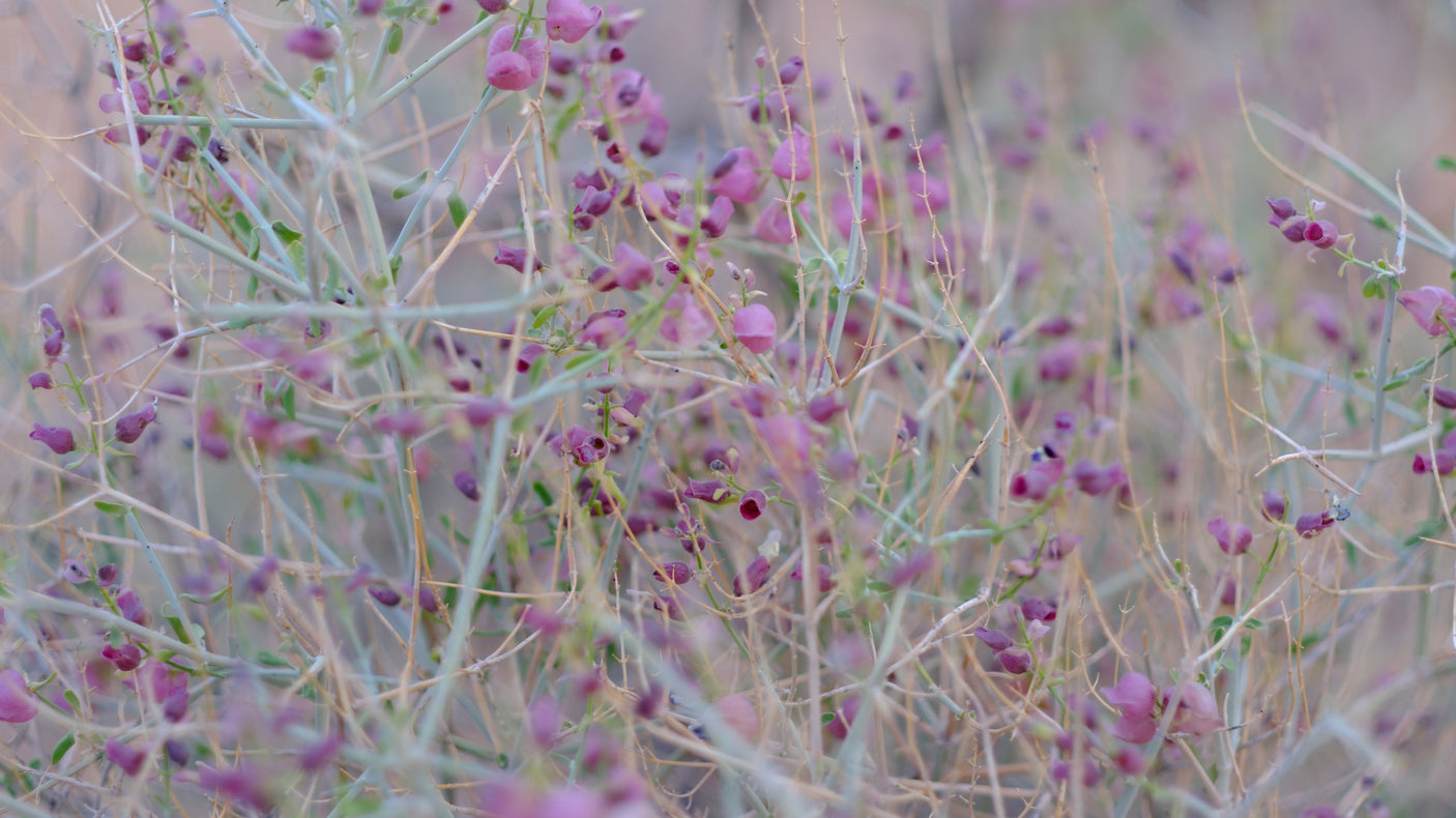 Purple desert bells on thin stems, a beautiful sight during an RV rental nature getaway. Explore the outdoors.