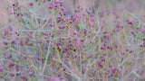 Purple desert bells on thin stems, a beautiful sight during an RV rental nature getaway. Explore the outdoors.