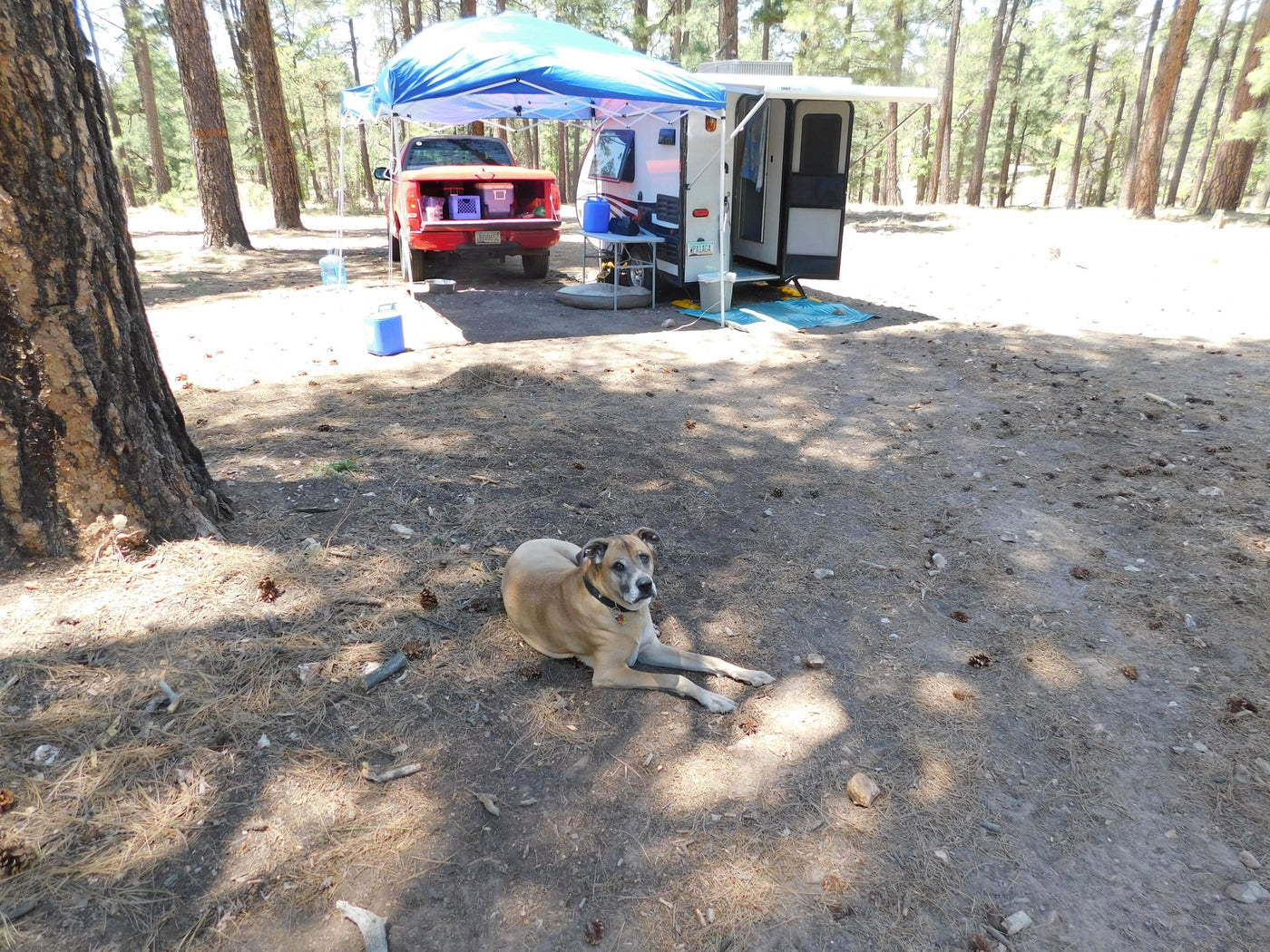 Camping scene with an RV rental, truck, and dog relaxing at a shaded forest campsite. — photo 12