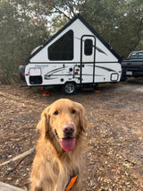 A happy golden retriever smiles at the camera, with an A-frame rv rental and truck parked in a wooded camp spot.