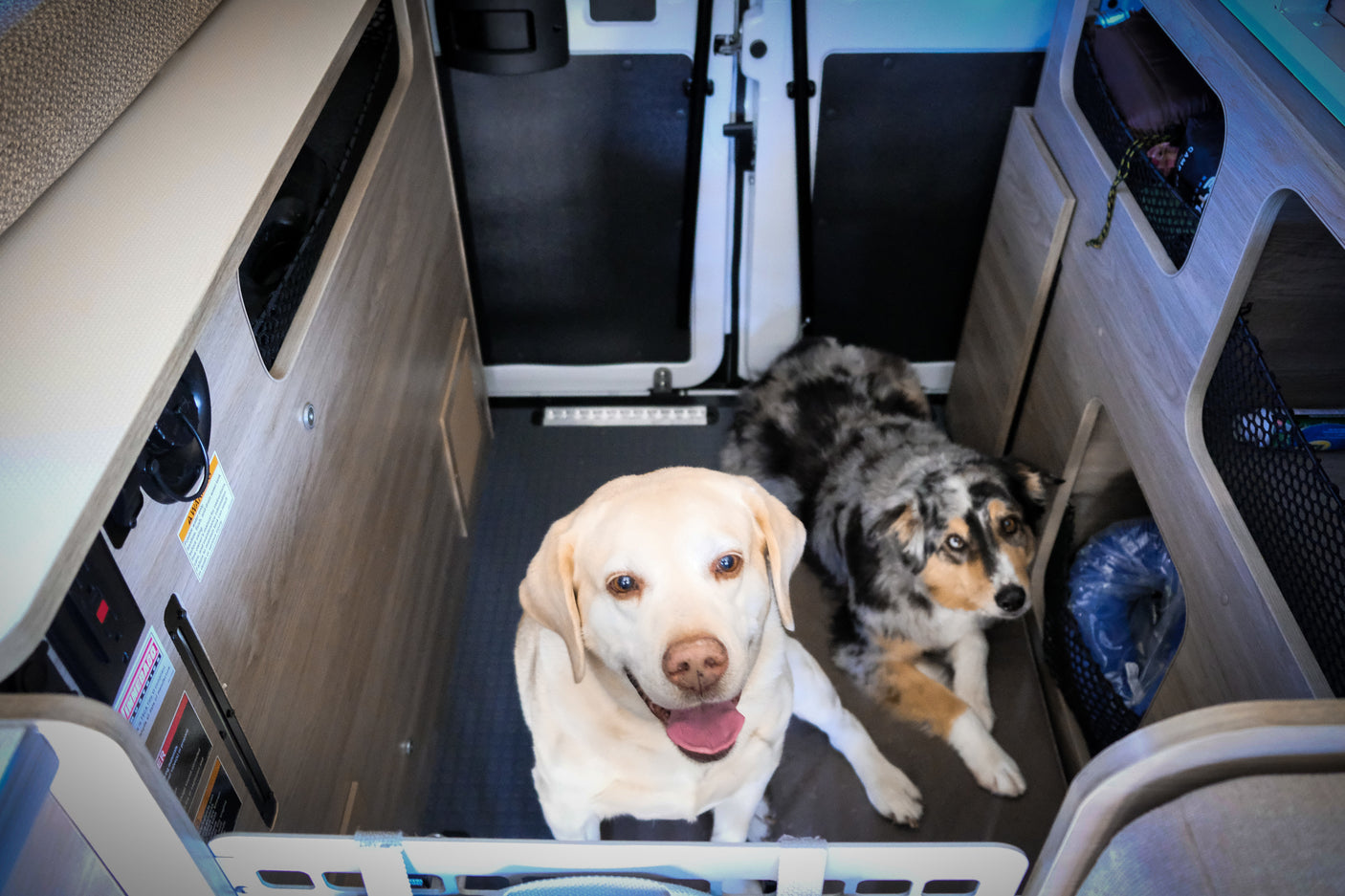Two happy dogs, a yellow lab and an Aussie, relax inside a comfortable RV rental, making it a pet-friendly adventure.