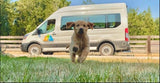 A golden retriever puppy runs on grass. A beige Wandervans RV rental van and fence are in the background.