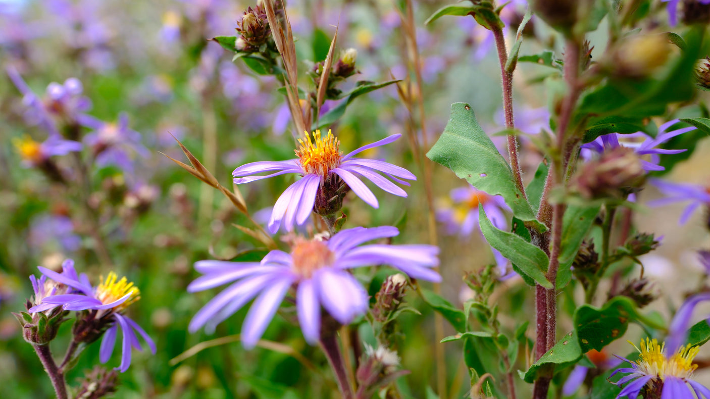 Field of vibrant purple asters, ideal for an RV rental scenic drive. Explore nature's beauty on your adventure.