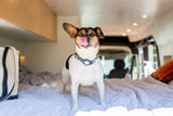 A white & brown dog licks its nose while standing on a striped bed inside a bright RV rental, showing the cozy interior.