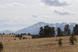 Snow-capped mountains tower over a golden meadow dotted with pine trees. An ideal RV rental backdrop for breathtaking outdoor adventures.