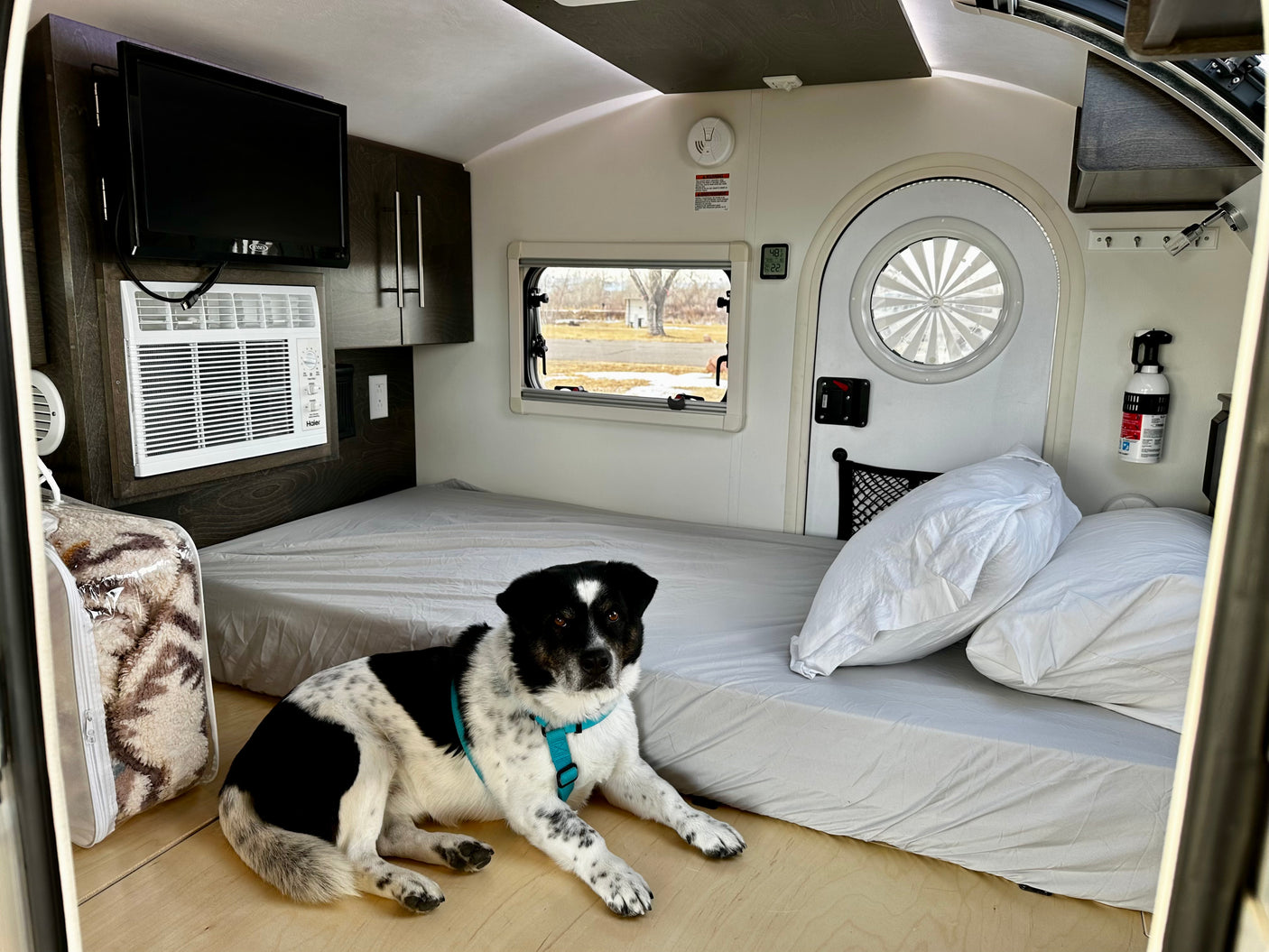 Pet-friendly RV rental: A happy black and white dog lounges inside a cozy camper with a bed, AC, and window view.