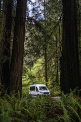 A white RV rental van nestled among towering trees and lush ferns in a dense forest.