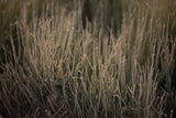 Find tranquility on your RV rental adventure. Soft focus on delicate, segmented plant stems in natural light.