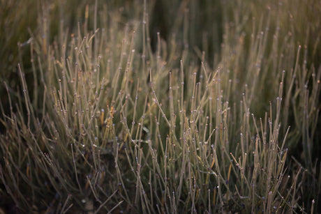 Find tranquility on your RV rental adventure. Soft focus on delicate, segmented plant stems in natural light.