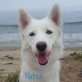 "Paris" 2021 Intech Flyer Chase RV Trailer